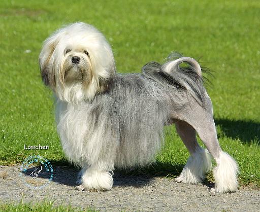 Lowchen 9A040D-07.JPG